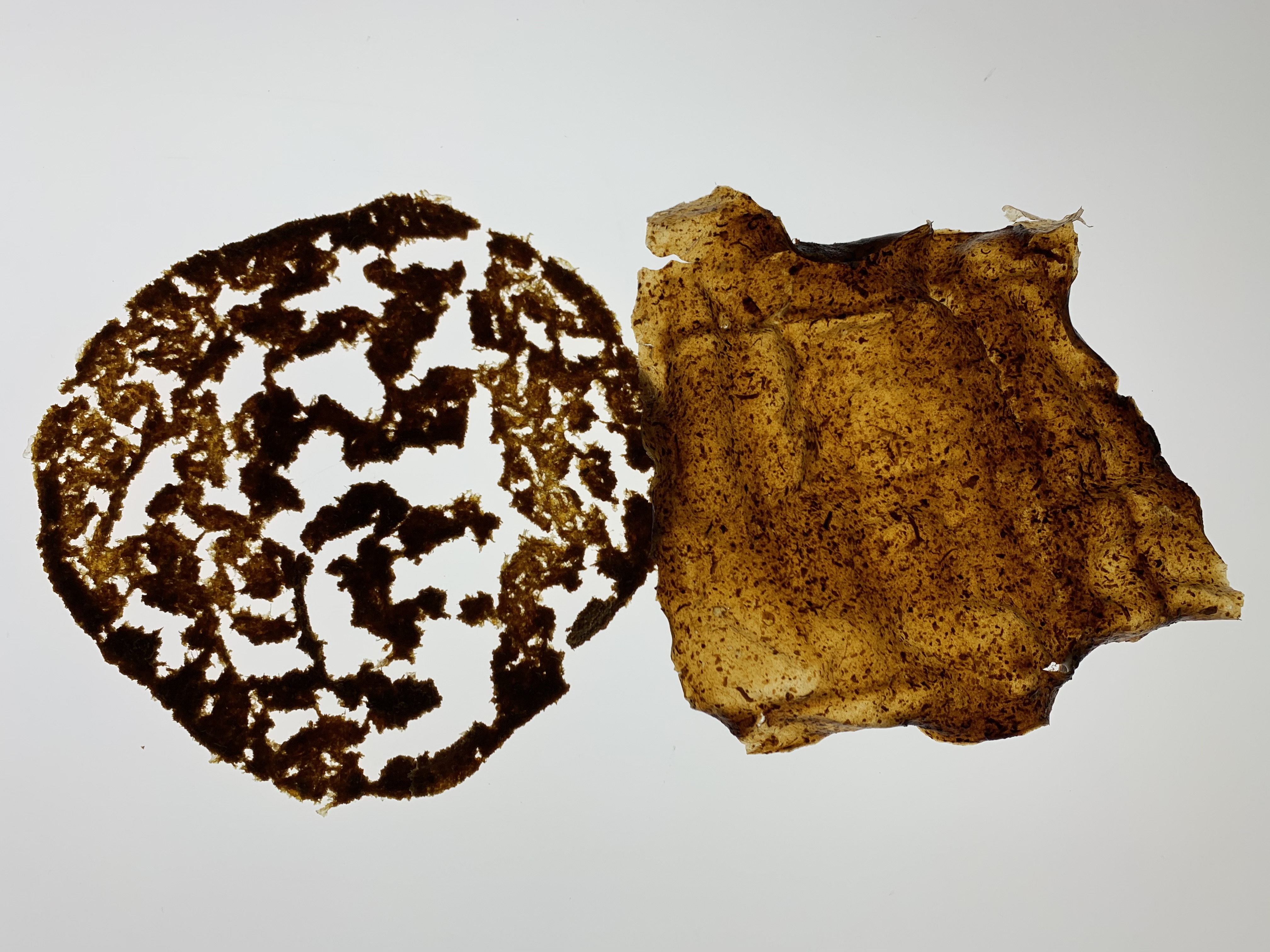 bioplastic art sample 4