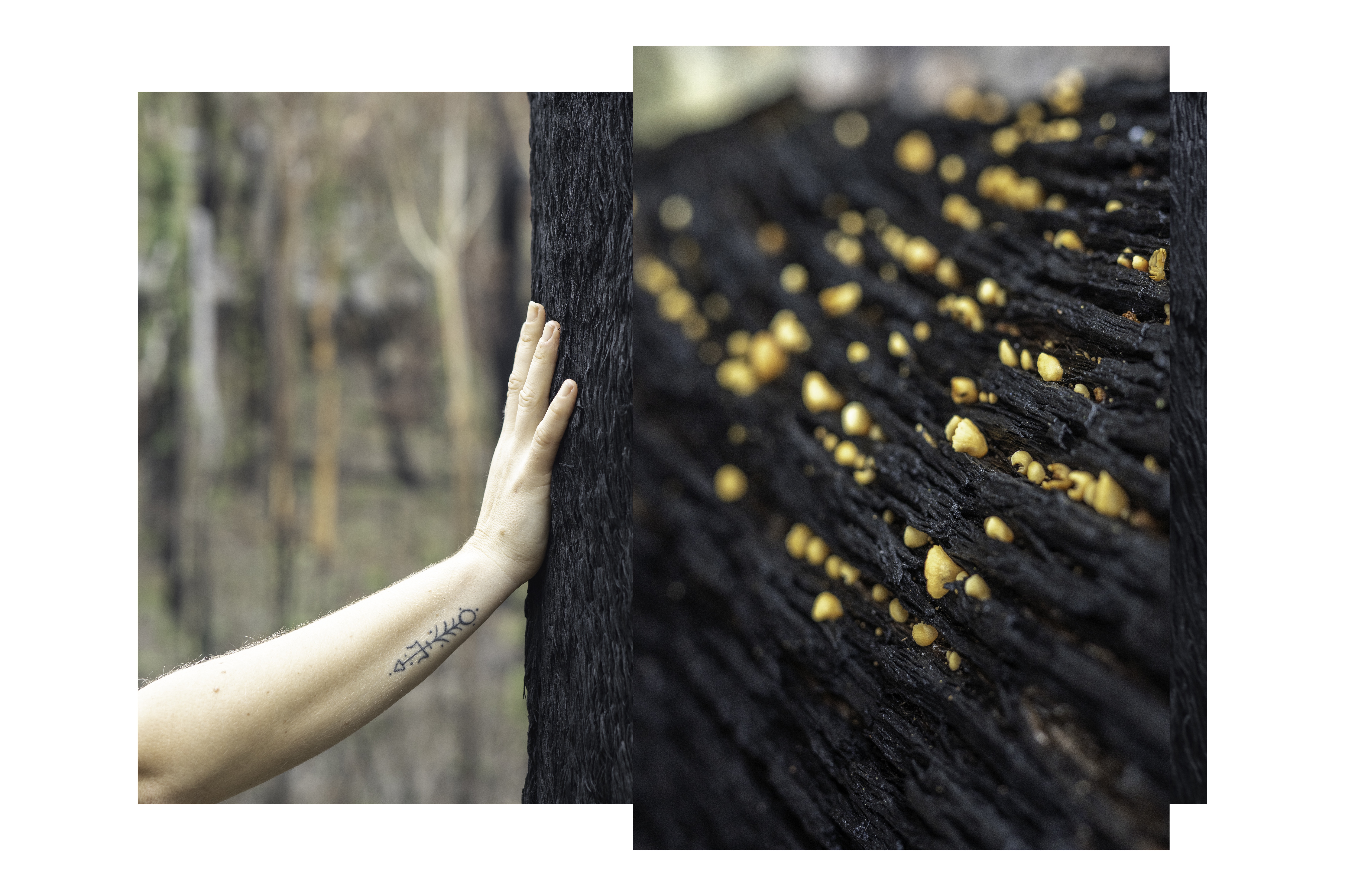 Regeneration by Chelsea Call
